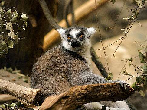 Franklin Park Zoo Impressionen von Citysam  