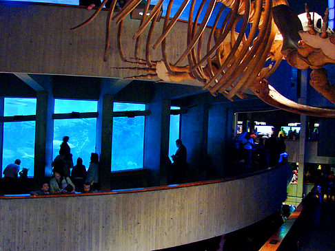 New England Aquarium Foto Reiseführer  Blick in die modernen Ausstellungsräume