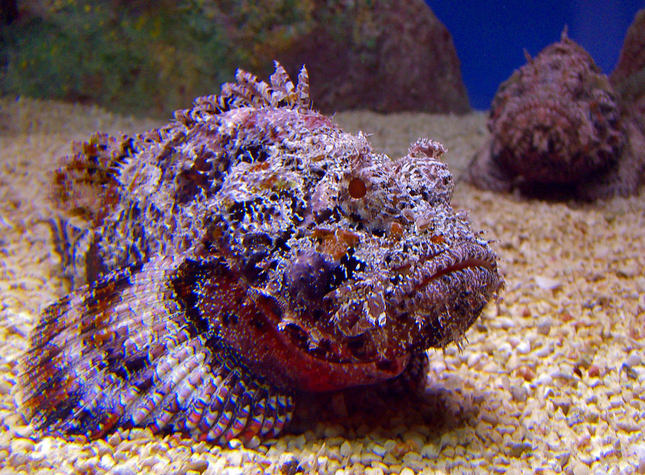 New England Aquarium Fotos