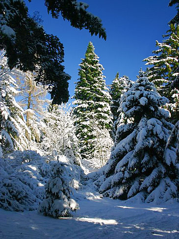 Arnold Arboretum Foto Sehenswürdigkeit  